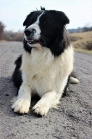 /album/jack/img-0135-jpg/